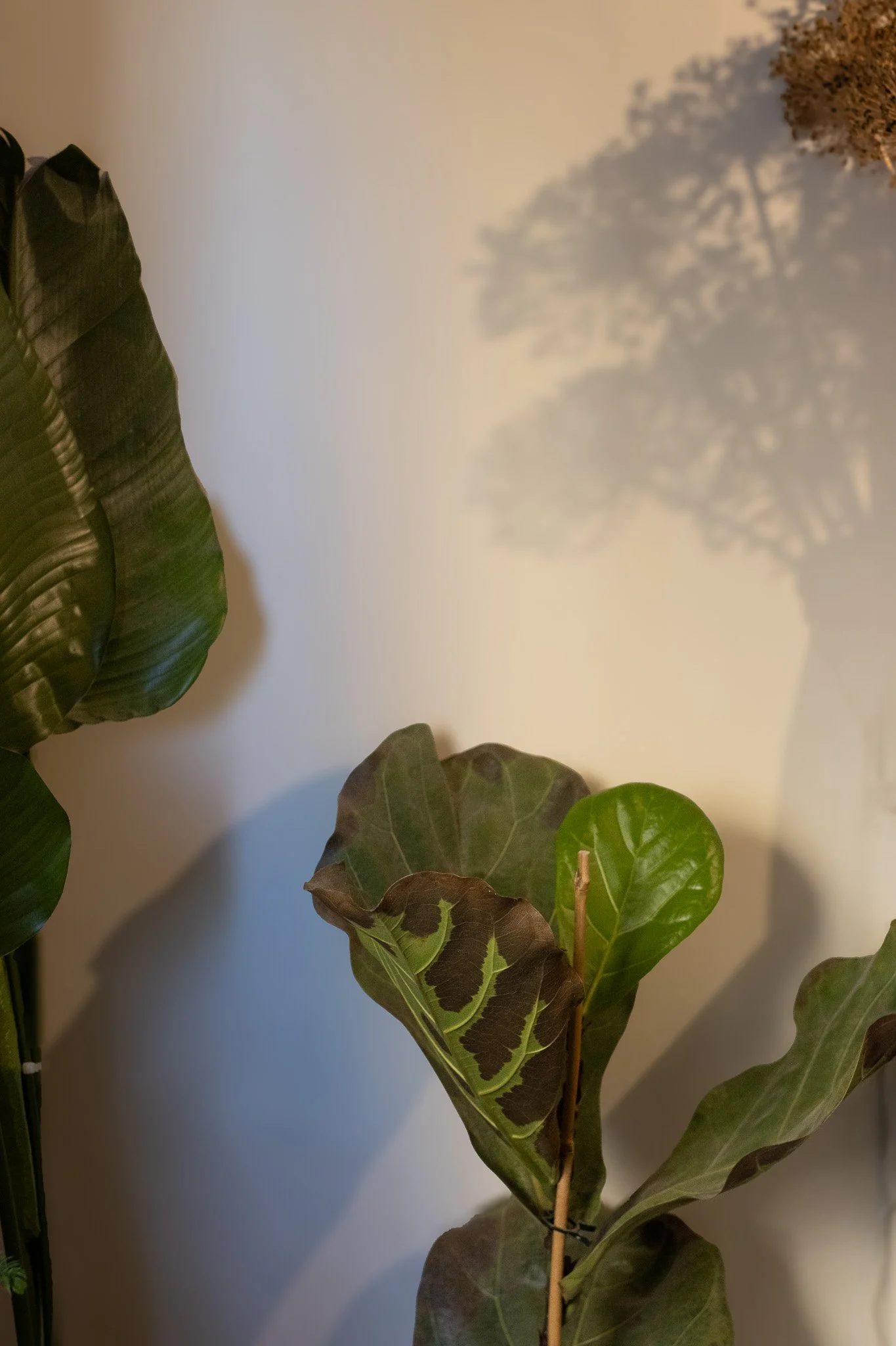A close-up of a houseplant with large green and purple marbled leaves, shadowed by a decorative tree shadow on a white wall. The New England Coffee House.