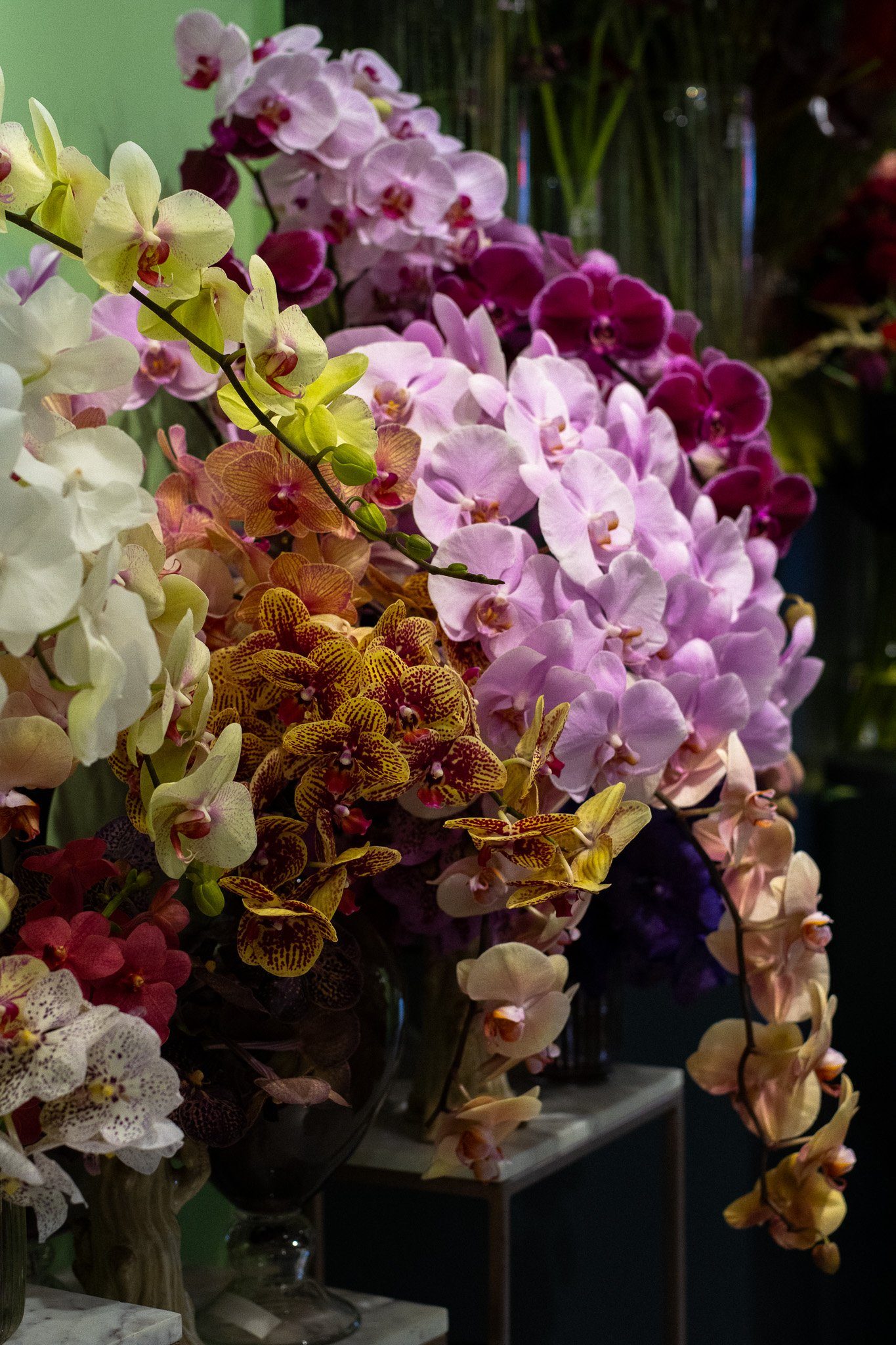 Assorted colorful orchids arranged in floral displays, including white, pink, purple, and yellow flowers, some with spotted patterns, displayed in glass vases and decorative containers. Neill Strain, Harrods, Motcomb Street.