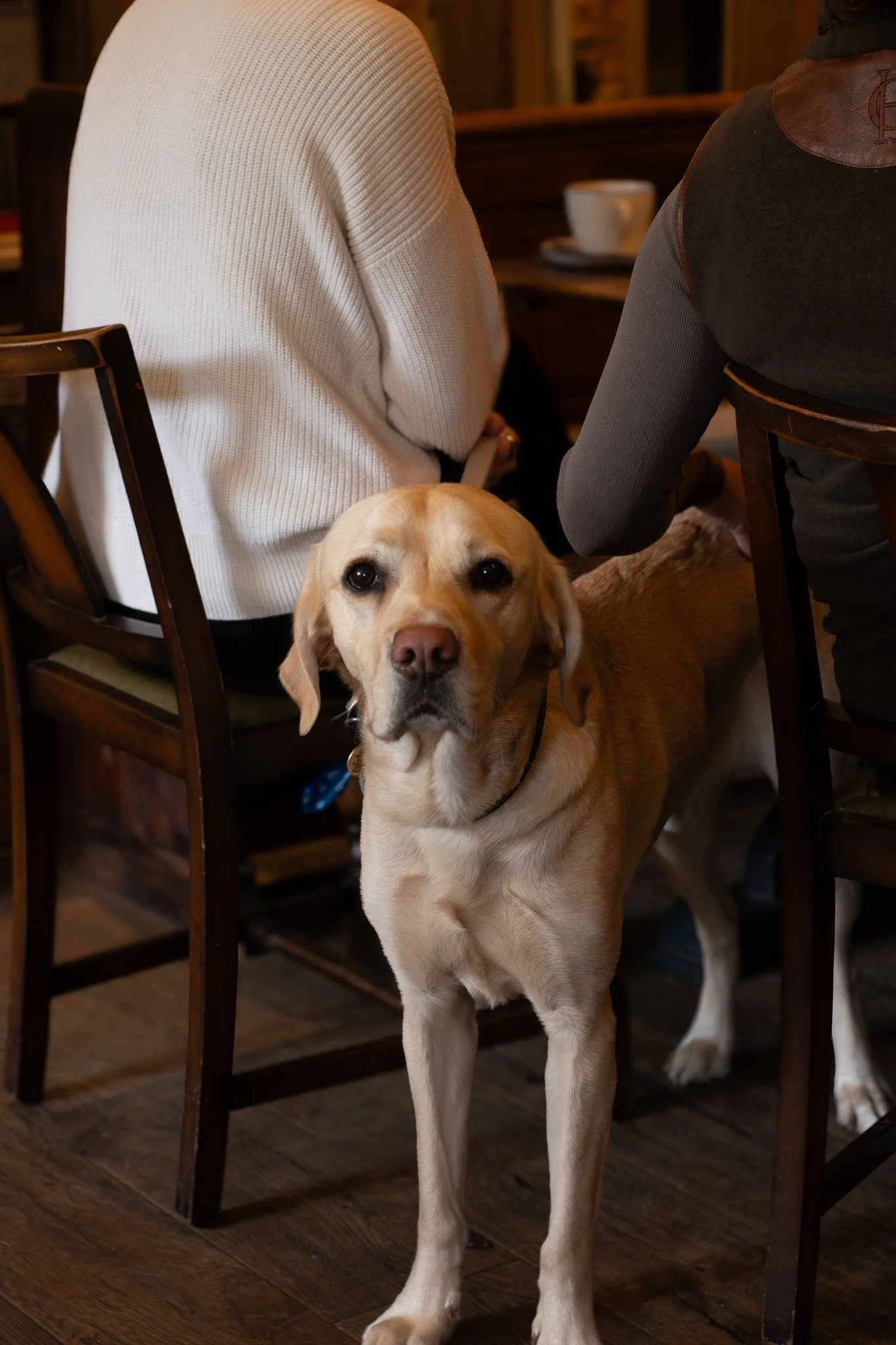 A yellow Labrador retriever dog standing on a wooden floor, looking at the camera, with two people sitting on wooden chairs behind it, one wearing a white sweater and the other in a dark sweater with leather accents, inside a cozy, warm-toned room.