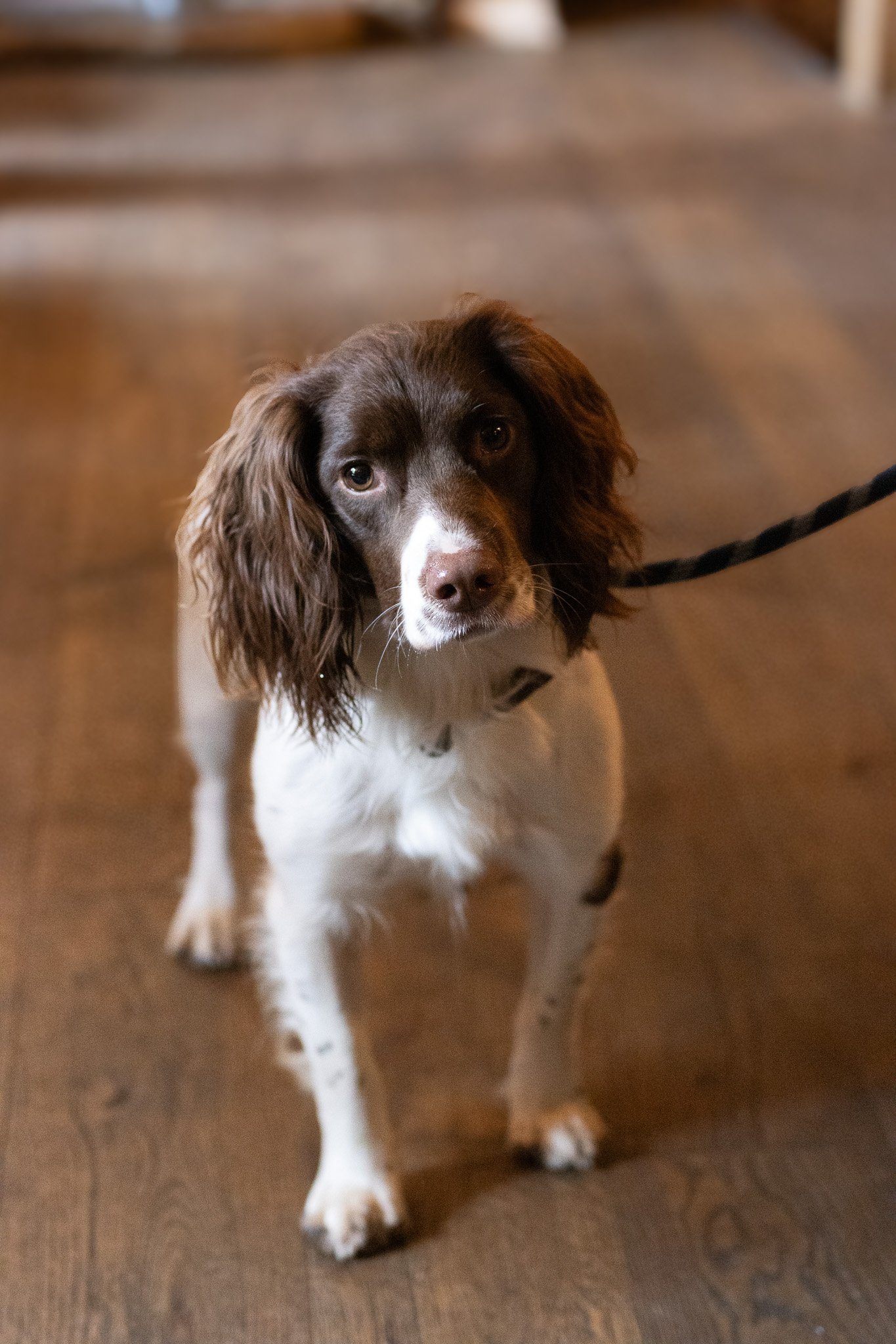 A brown and white dog with long ears standing on a wooden floor, looking at the camera. The Lamb Inn.